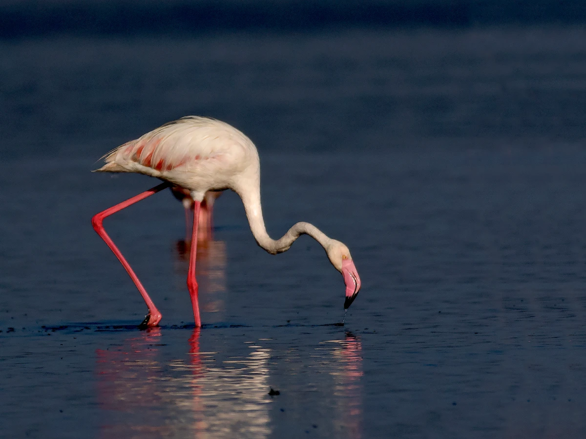 Lake Nakuru Safari Guide: Rhinos, Flamingos, and Why It Is Still One of Kenya's Best Short Safaris