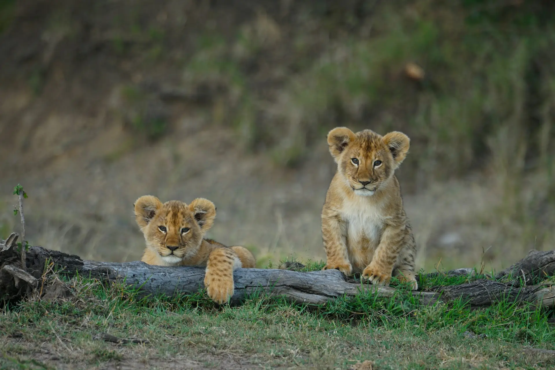 The Ultimate East Africa Cross-Border Safari: Seamlessly Navigating Kenya and Tanzania