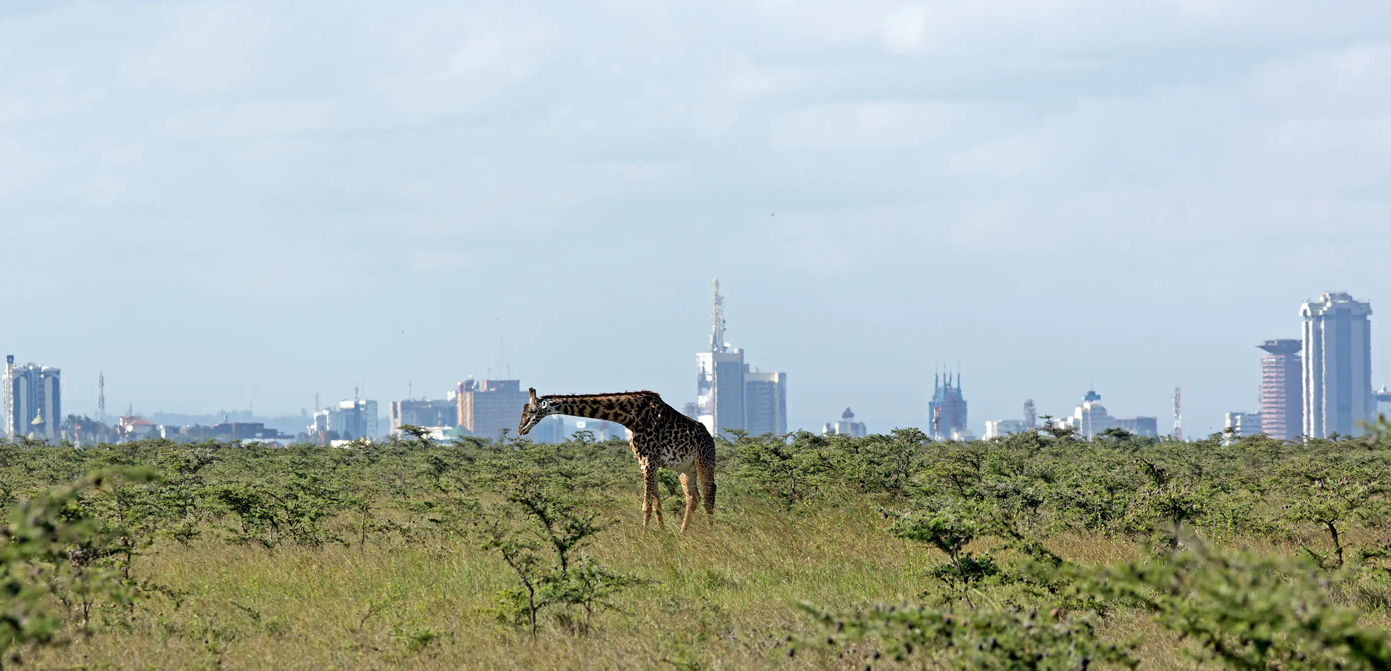 Family-friendly wildlife experience near Nairobi in Kenya