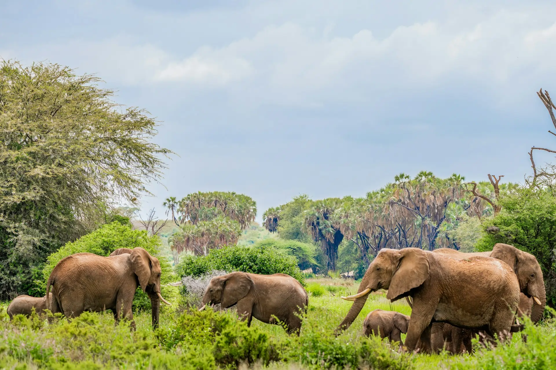 Samburu National Reserve Guide: The Special Five and Why Northern Kenya Feels Different