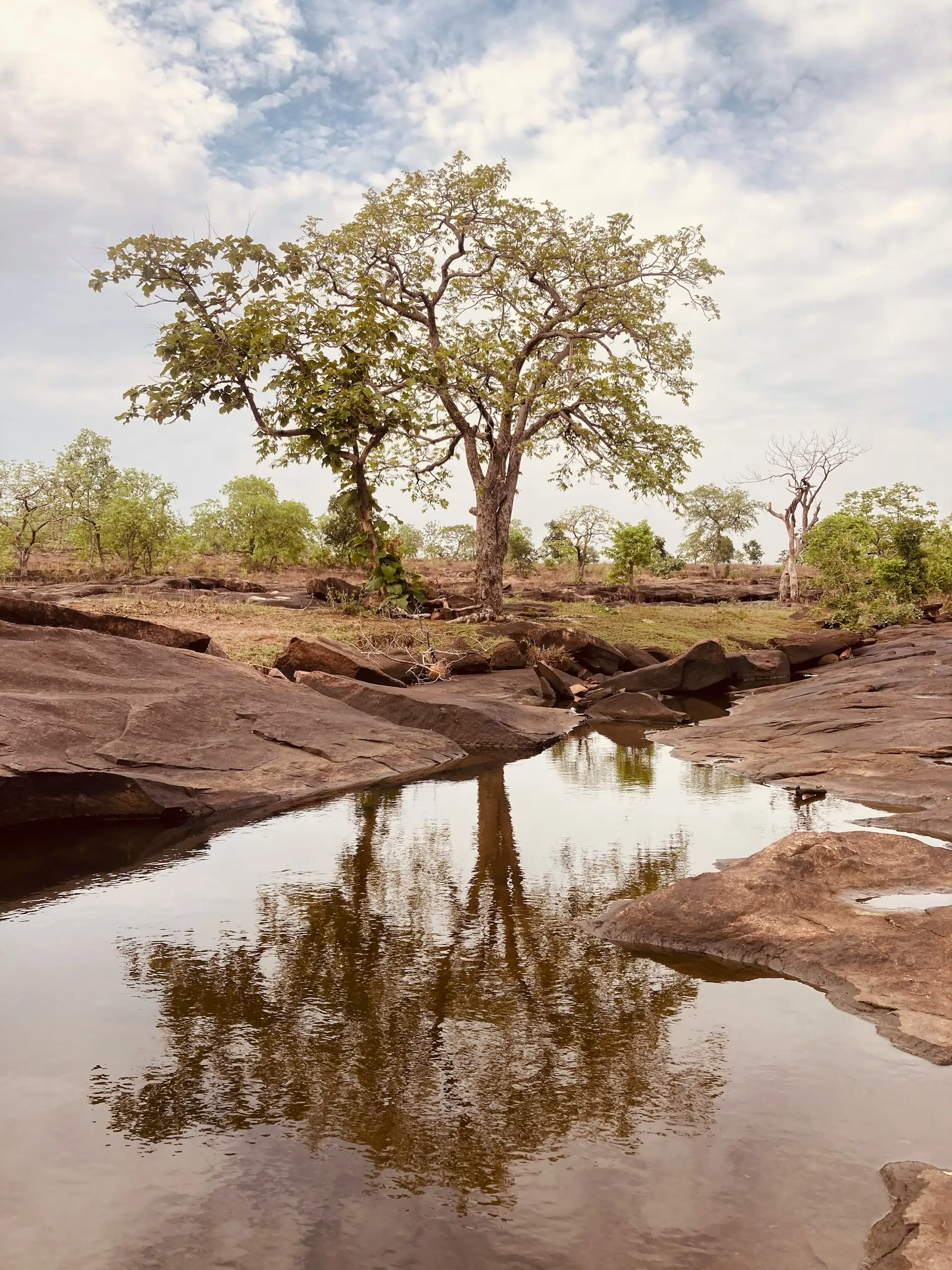 Walking Safaris