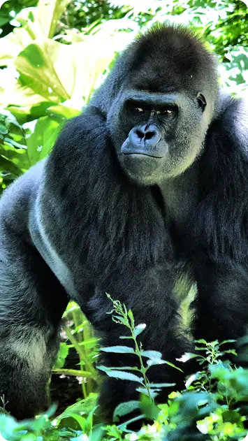 About Rwanda