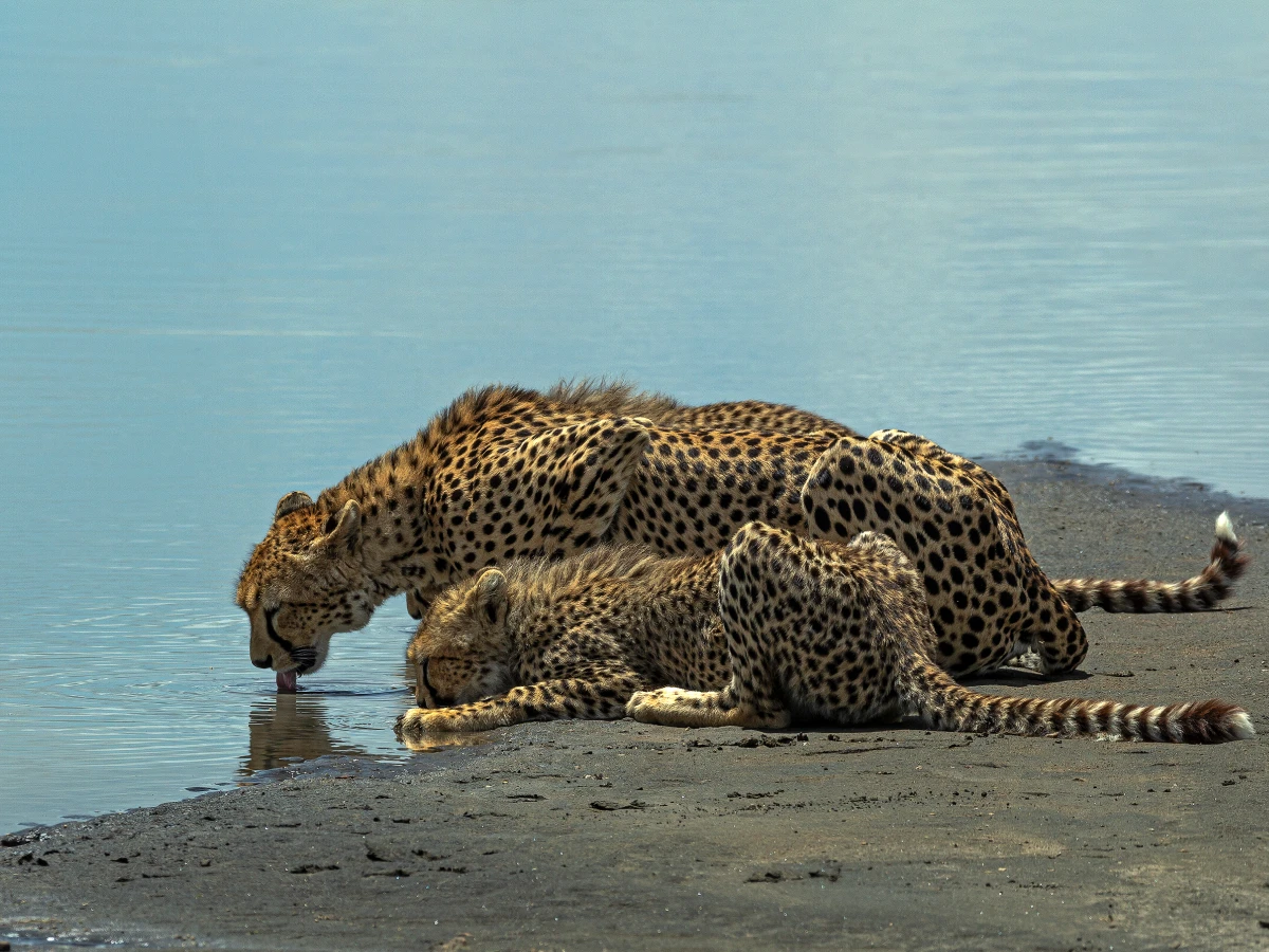 Green Season Safari in East Africa: Best Time for Calving, Photography, and Fewer Crowds