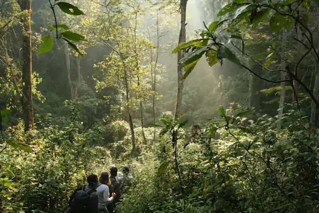 Bwindi Impenetrable National Park