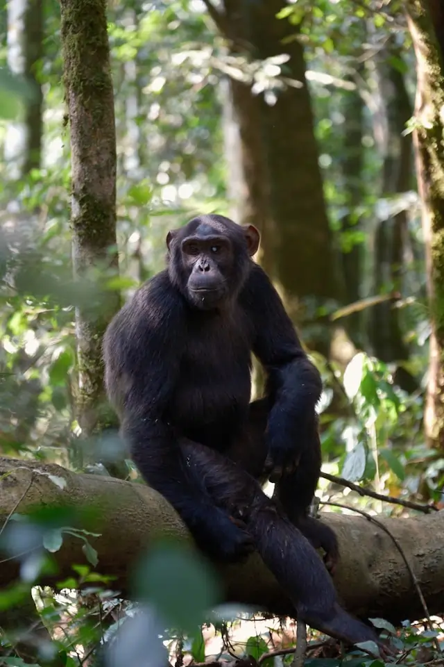 Chimpanzee Trekking in Uganda: Best Time, What to Expect, and How to Combine It with Gorillas