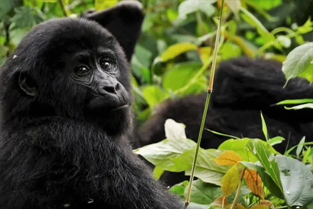 Chimpanzee Tracking