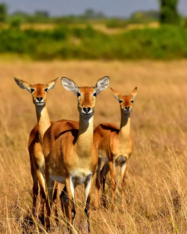Queen Elizabeth National Park