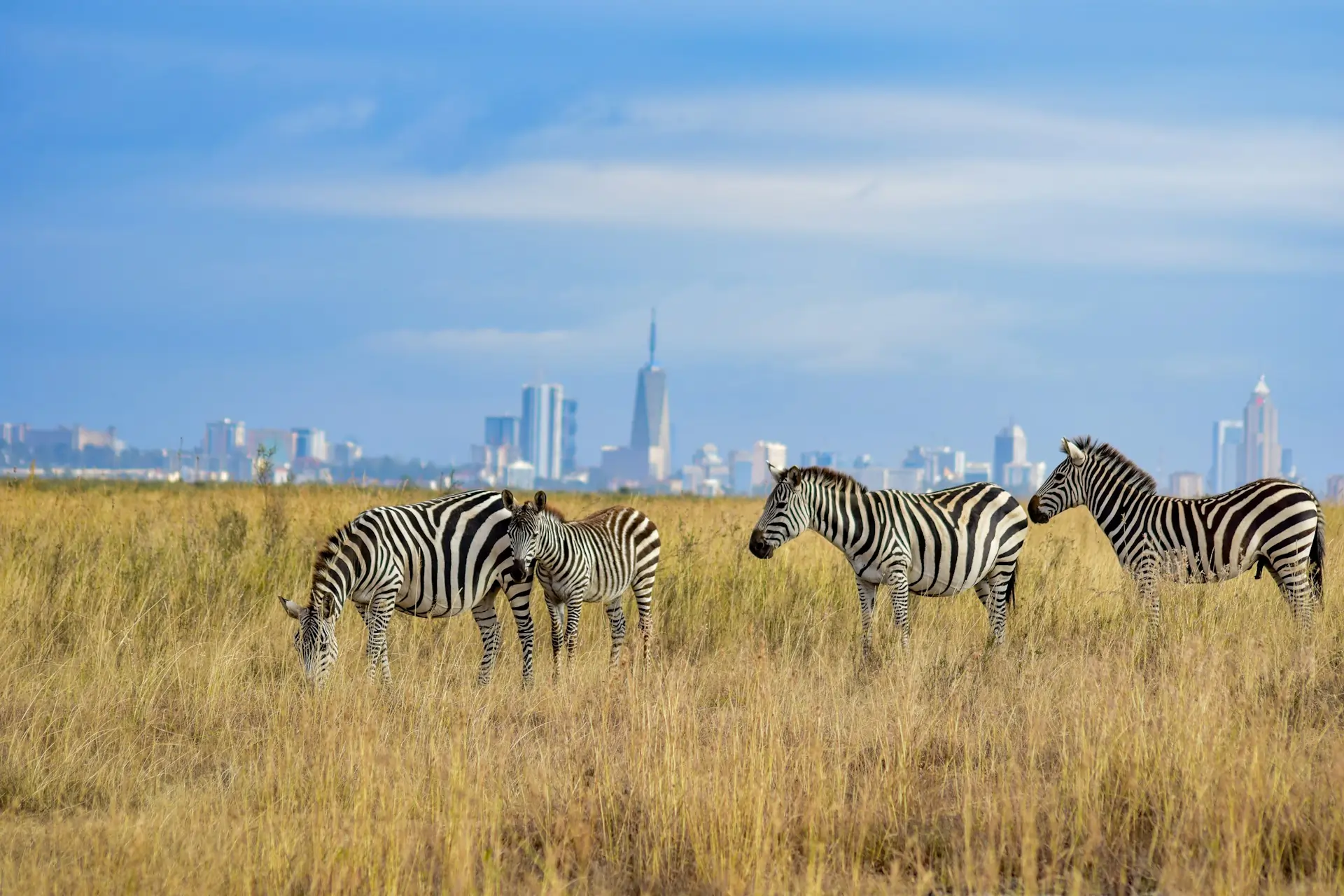 The City Of Wildlife